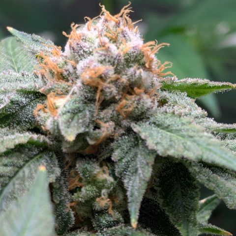 Champaya #5 growlog timeline photo