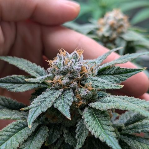 Champaya #5 growlog timeline photo