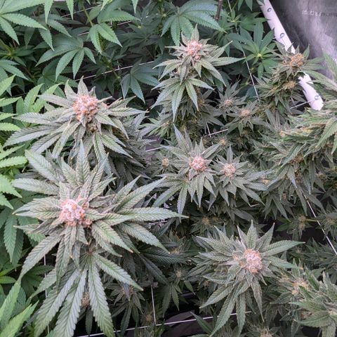 Champaya #5 growlog timeline photo