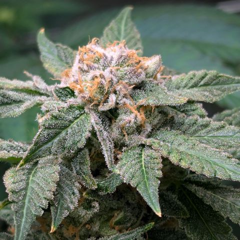 Champaya #5 growlog timeline photo