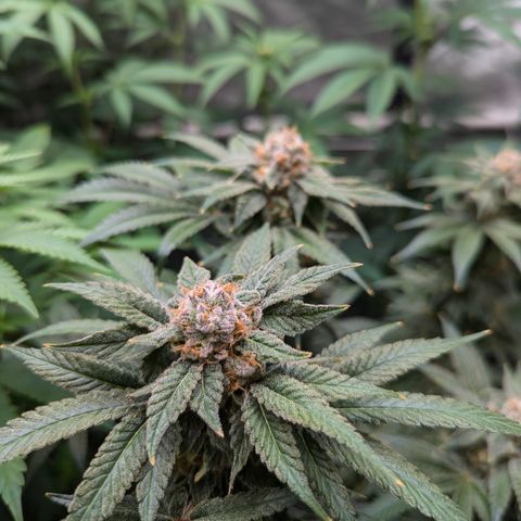 Champaya #5 growlog timeline photo