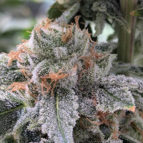 Champaya #5 growlog timeline photo
