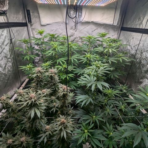 Champaya #5 growlog timeline photo