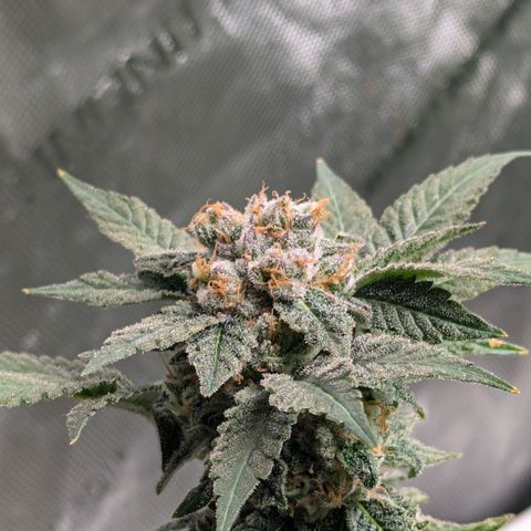 Champaya #5 growlog timeline photo