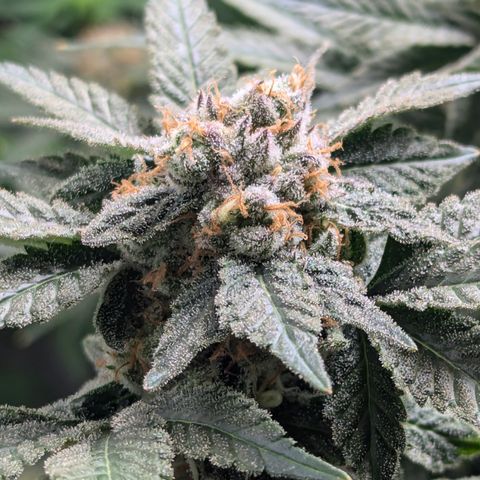 Champaya #5 growlog timeline photo