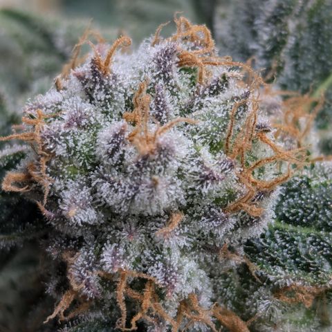 Champaya #5 growlog timeline photo