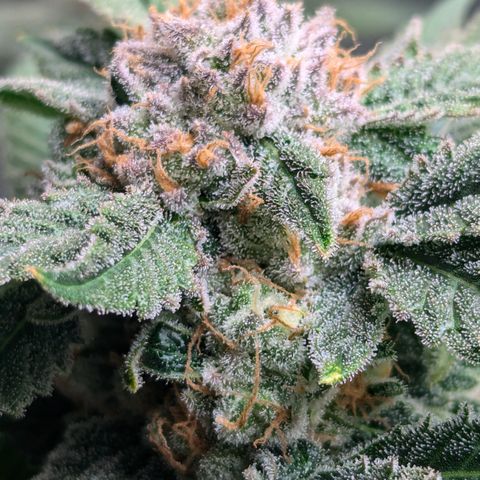 Champaya #5 growlog timeline photo