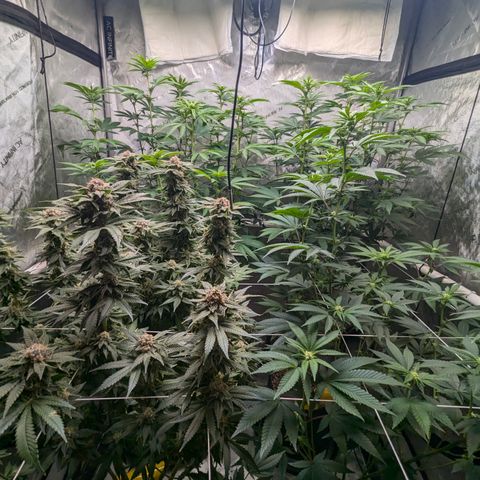 Champaya #5 growlog timeline photo