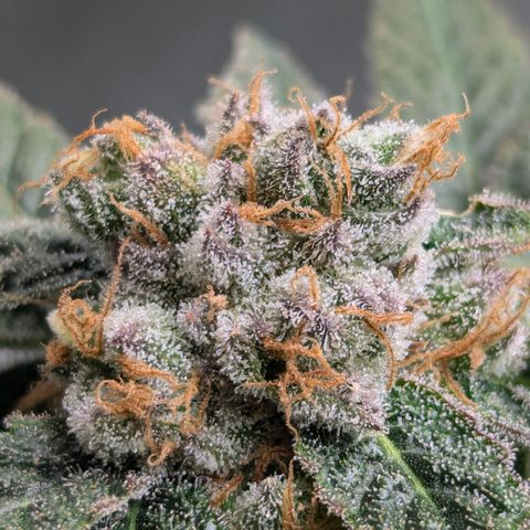 Champaya #5 growlog timeline photo