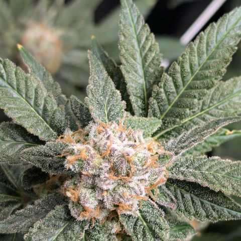 Champaya #5 growlog timeline photo