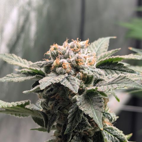 Champaya #5 growlog timeline photo