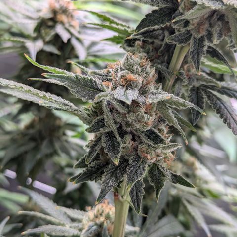 Champaya #5 growlog timeline photo