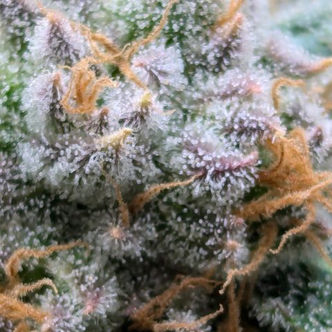 Champaya #5 growlog timeline photo