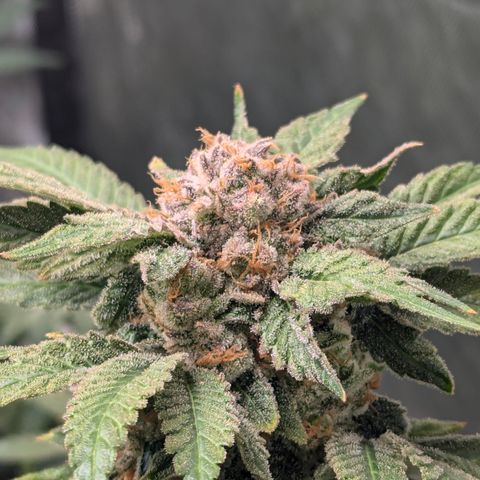 Champaya #5 growlog timeline photo
