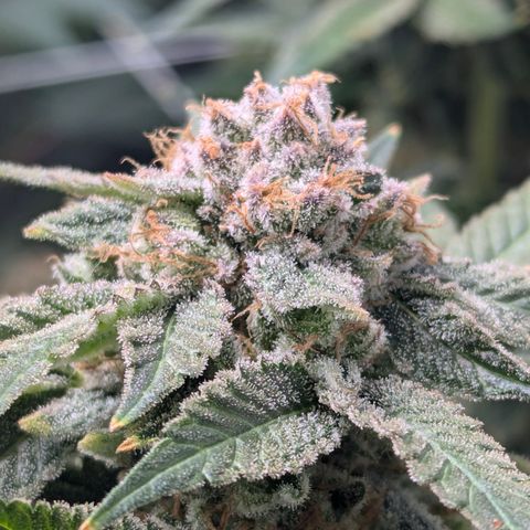 Champaya #5 growlog timeline photo