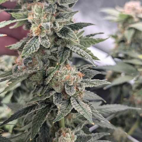 Champaya #5 growlog timeline photo