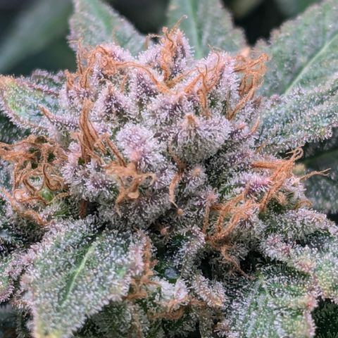 Champaya #5 growlog timeline photo