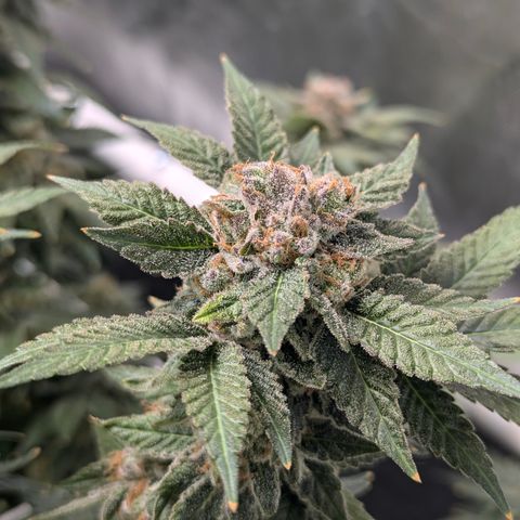 Champaya #5 growlog timeline photo