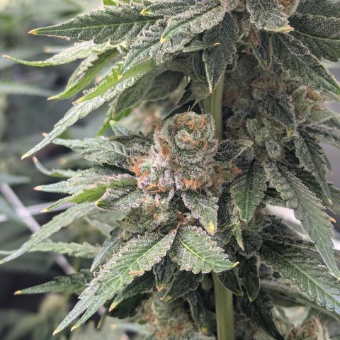 Champaya #5 growlog timeline photo