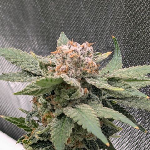 Champaya #5 growlog timeline photo