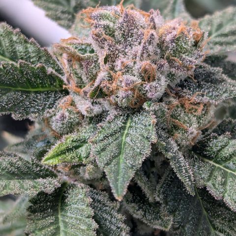 Champaya #5 growlog timeline photo