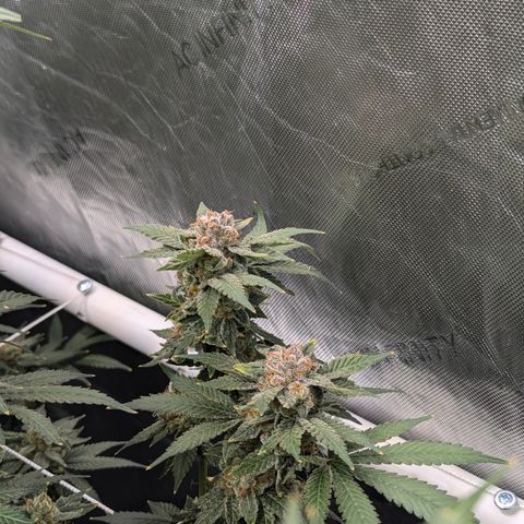 Champaya #5 growlog timeline photo