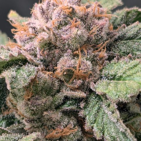 Champaya #5 growlog timeline photo