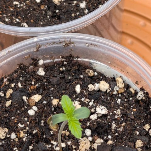 Stinking Rose growlog timeline photo