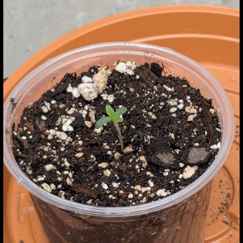 Stinking Rose growlog timeline photo
