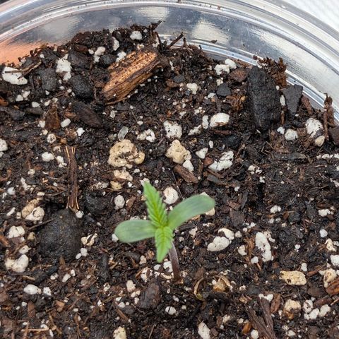Stinking Rose growlog timeline photo