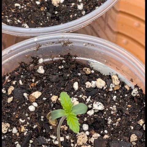 Stinking Rose growlog timeline photo