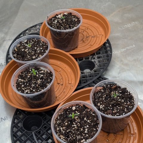 Stinking Rose growlog timeline photo