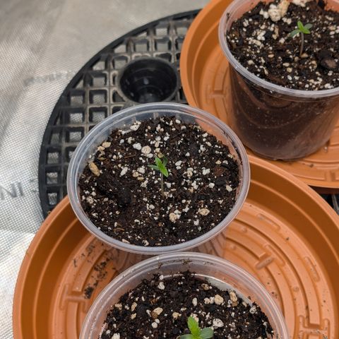 Stinking Rose growlog timeline photo