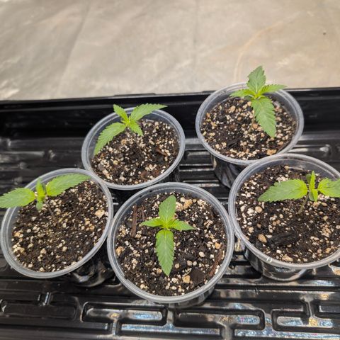 Stinking Rose growlog timeline photo