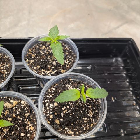 Stinking Rose growlog timeline photo