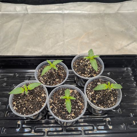 Stinking Rose growlog timeline photo