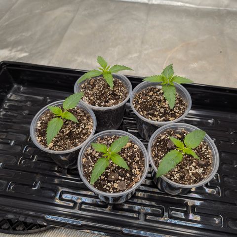 Stinking Rose growlog timeline photo