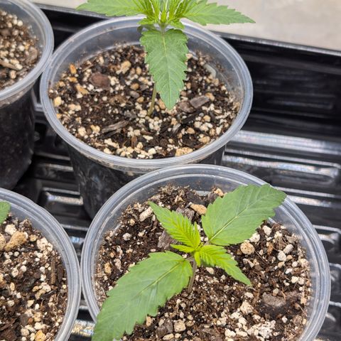 Stinking Rose growlog timeline photo