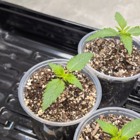 Stinking Rose growlog timeline photo