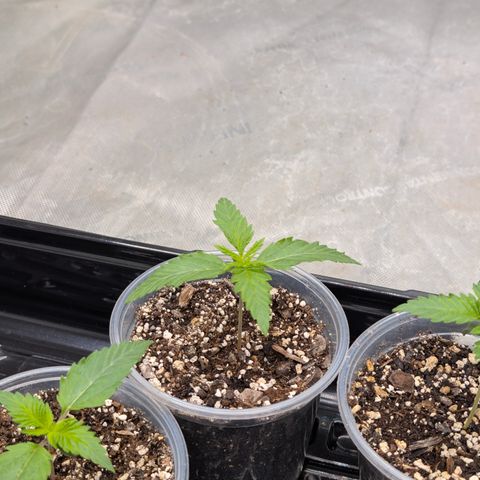 Stinking Rose growlog timeline photo