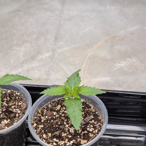Stinking Rose growlog timeline photo