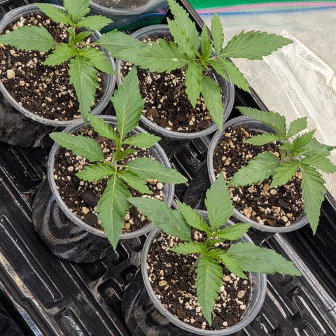 Stinking Rose growlog timeline photo