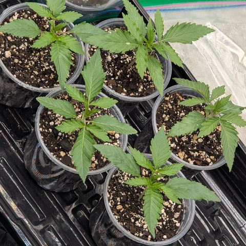 Stinking Rose growlog timeline photo