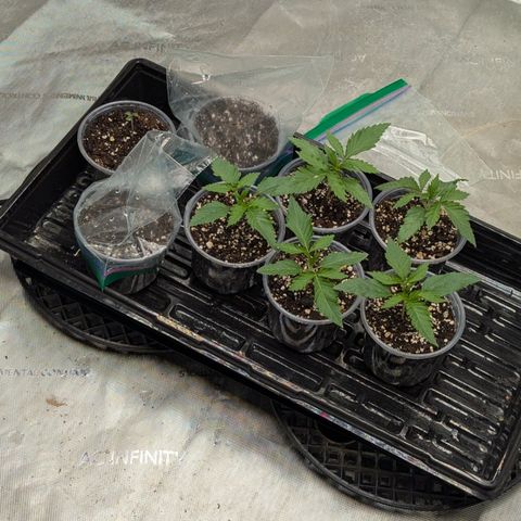 Stinking Rose growlog timeline photo