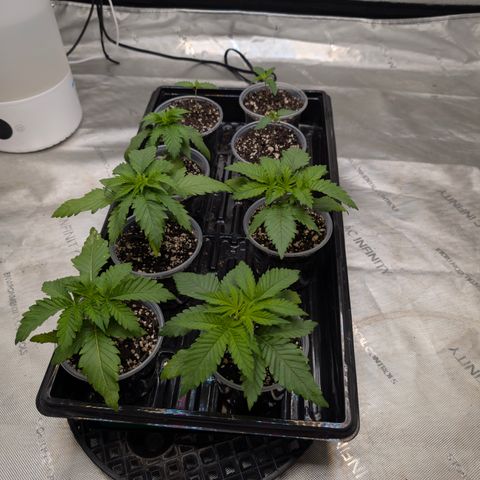 Stinking Rose growlog timeline photo