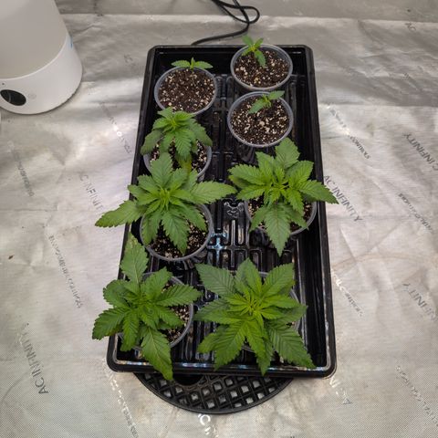 Stinking Rose growlog timeline photo