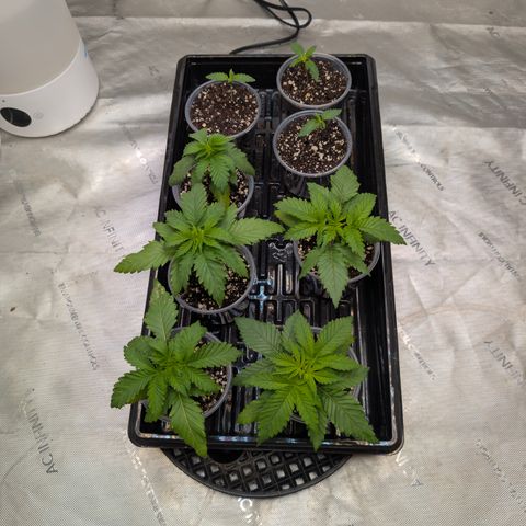 Stinking Rose growlog timeline photo
