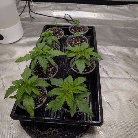 Stinking Rose growlog timeline photo