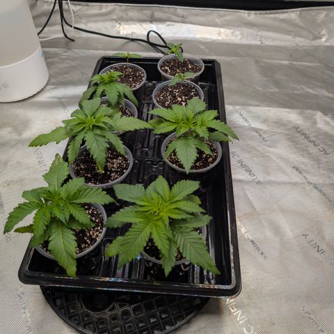 Stinking Rose growlog timeline photo
