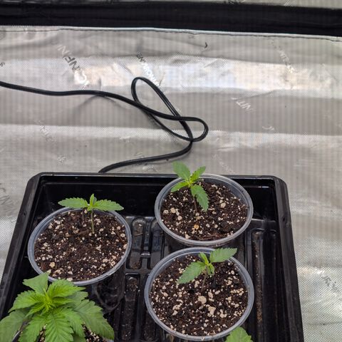 Cherry Kush × OZK × Zkittles growlog timeline photo